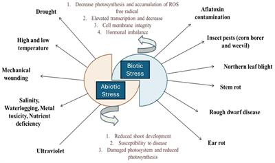 Odyssey of environmental and microbial interventions in maize crop improvement